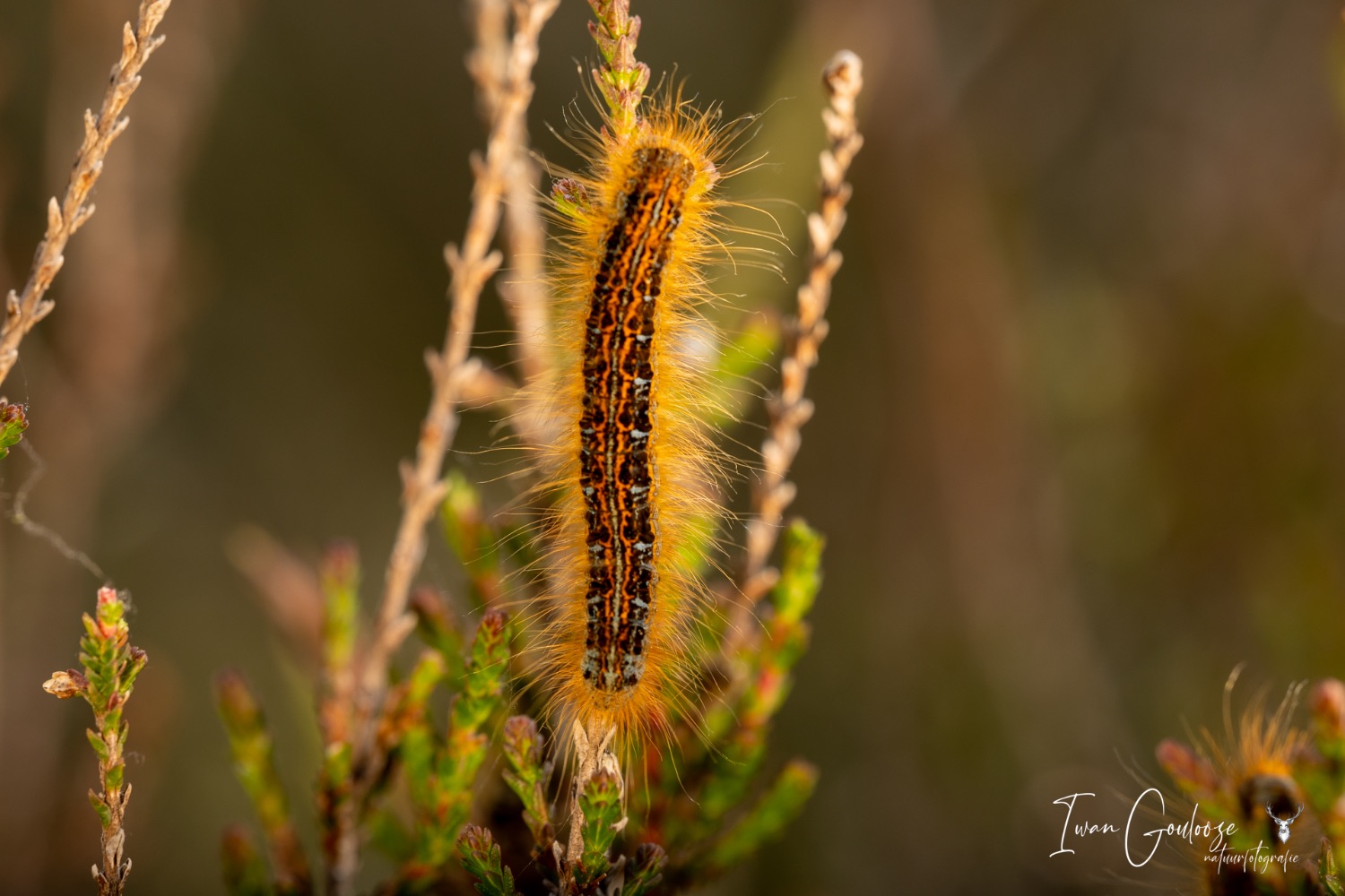 29 mei 2023 120647  R2A3310